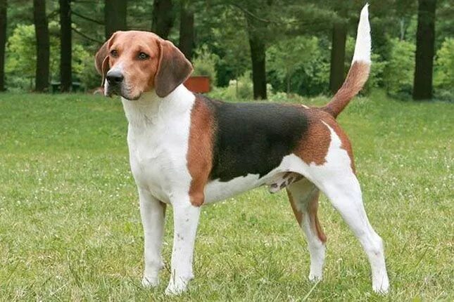 Породы собак средних размеров фото Top 15 Low Maintenance Dog breeds for Families Living In Apartments Harrier dog,