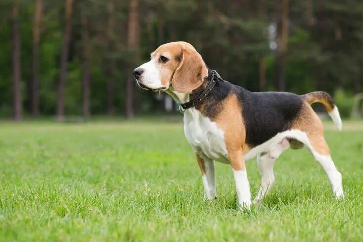 Породы собак средних размеров фото Beagles: The fun-loving, high energy hound Dog breeds, Beagle puppy, Bulldog bre