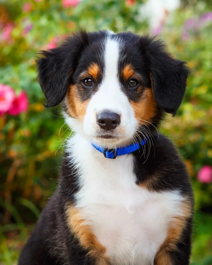 Породы собак средних размеров фото 2016 Daily Dose - Barbara O'Brien Photography on Behance English shepherd, Farm 