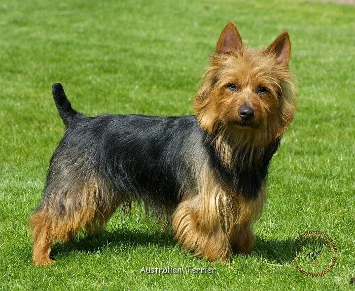 Породы собак терьеров фото название Mousematuk/Dogs/Australian Terrier/Australian Terrier 9R044D-07 Australian terri