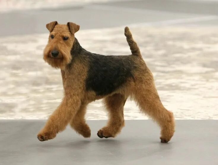 Породы собак терьеров фото название Welsh Terrier - Like a mini Airedale Welsh terrier, Terrier breeds, Terrier