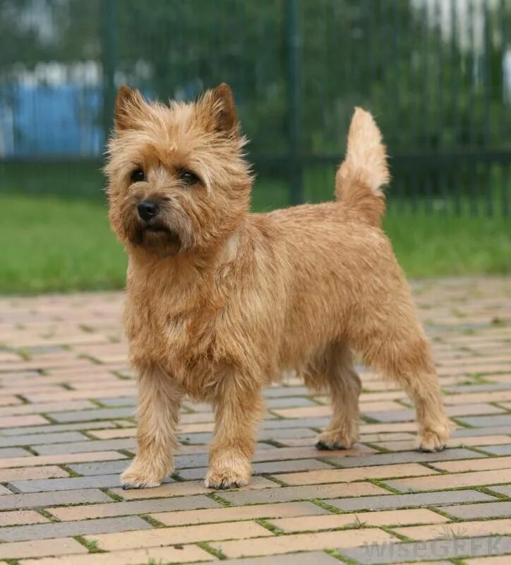 Породы собак терьеров фото название What is a Cairn Terrier? (with pictures) Cairn terrier, Cairn terrier puppies, T