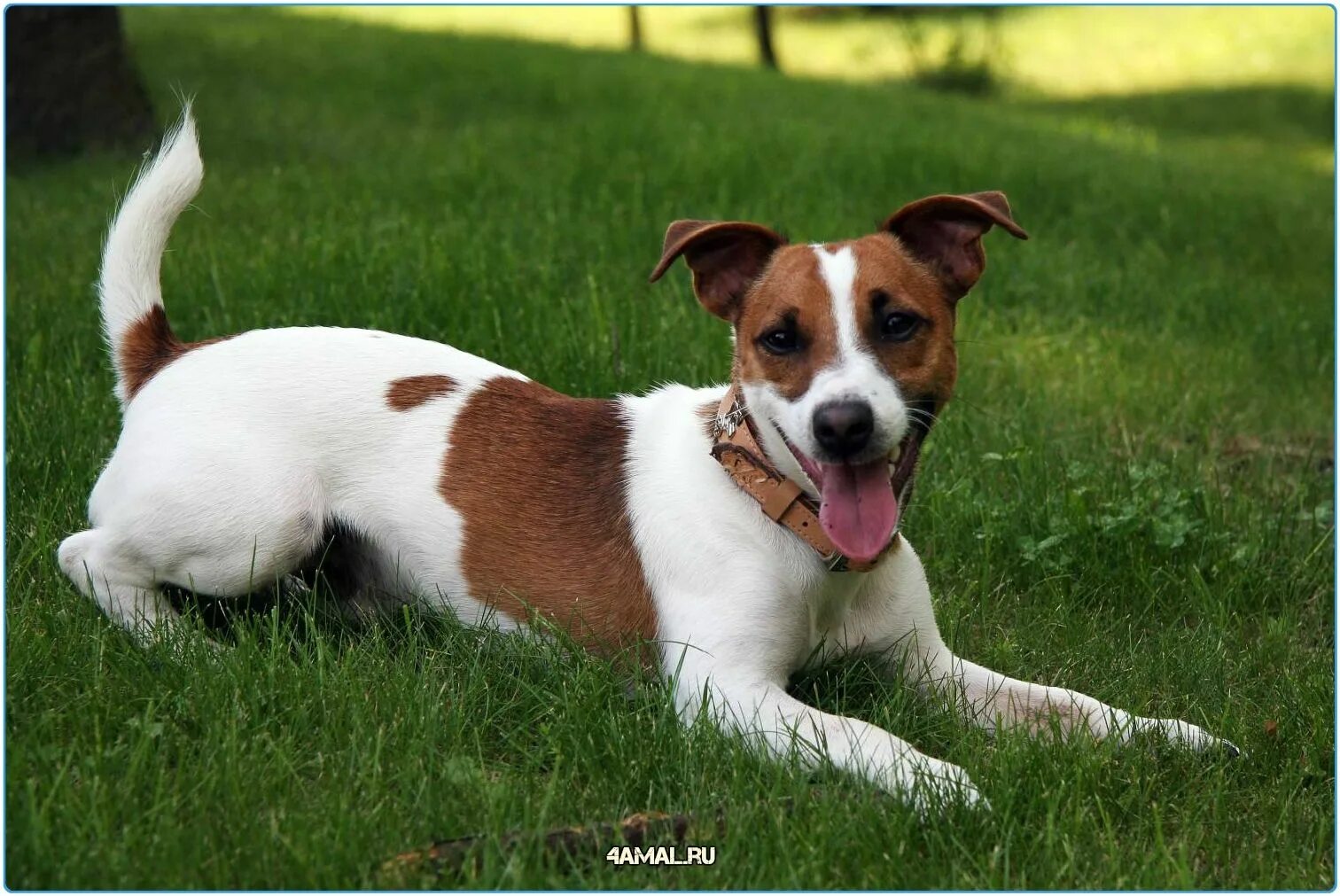 Породы собак терьеров фото название Джек Рассел терьер - породу выбрала Алсу Jack russell terrier puppies, Jack russ