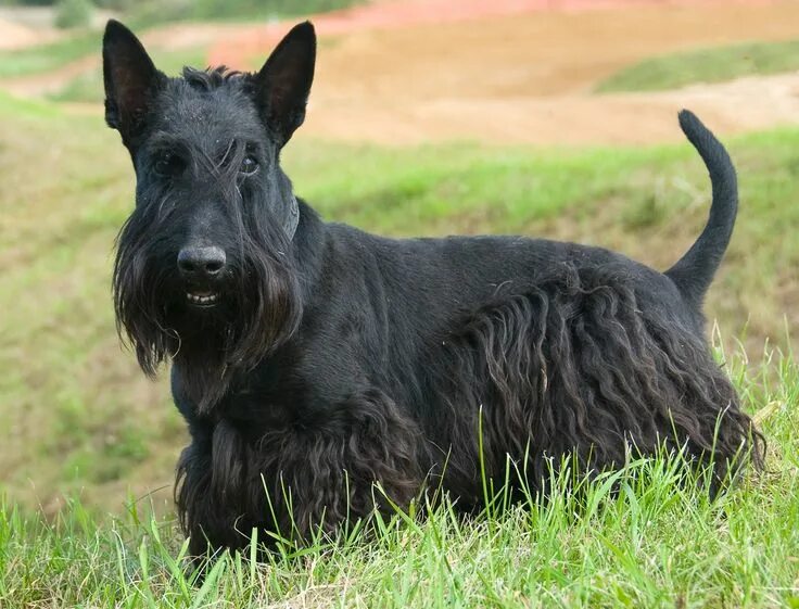 Породы собак терьеров фото название Le scottish terrier, un concentré d’énergie ! Scottish terrier, Races de chiens,