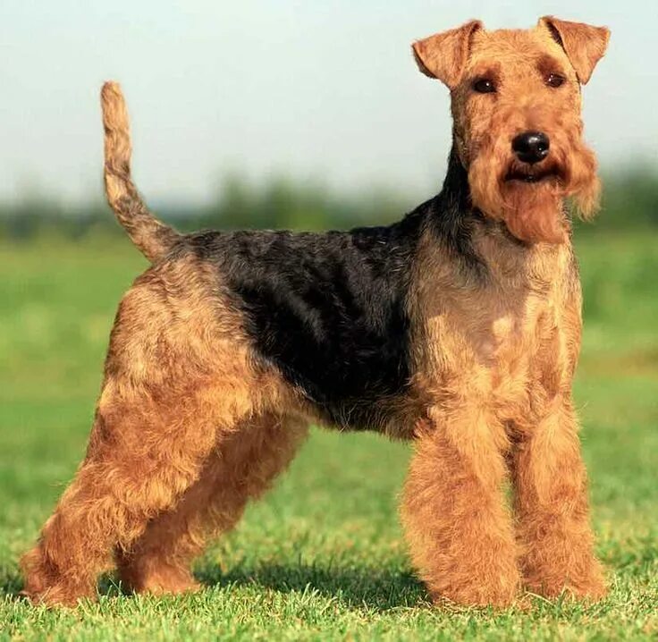 Породы собак терьеров фото название terrier breeds welsh terrier Welsh terrier, Airedale terrier, Terrier