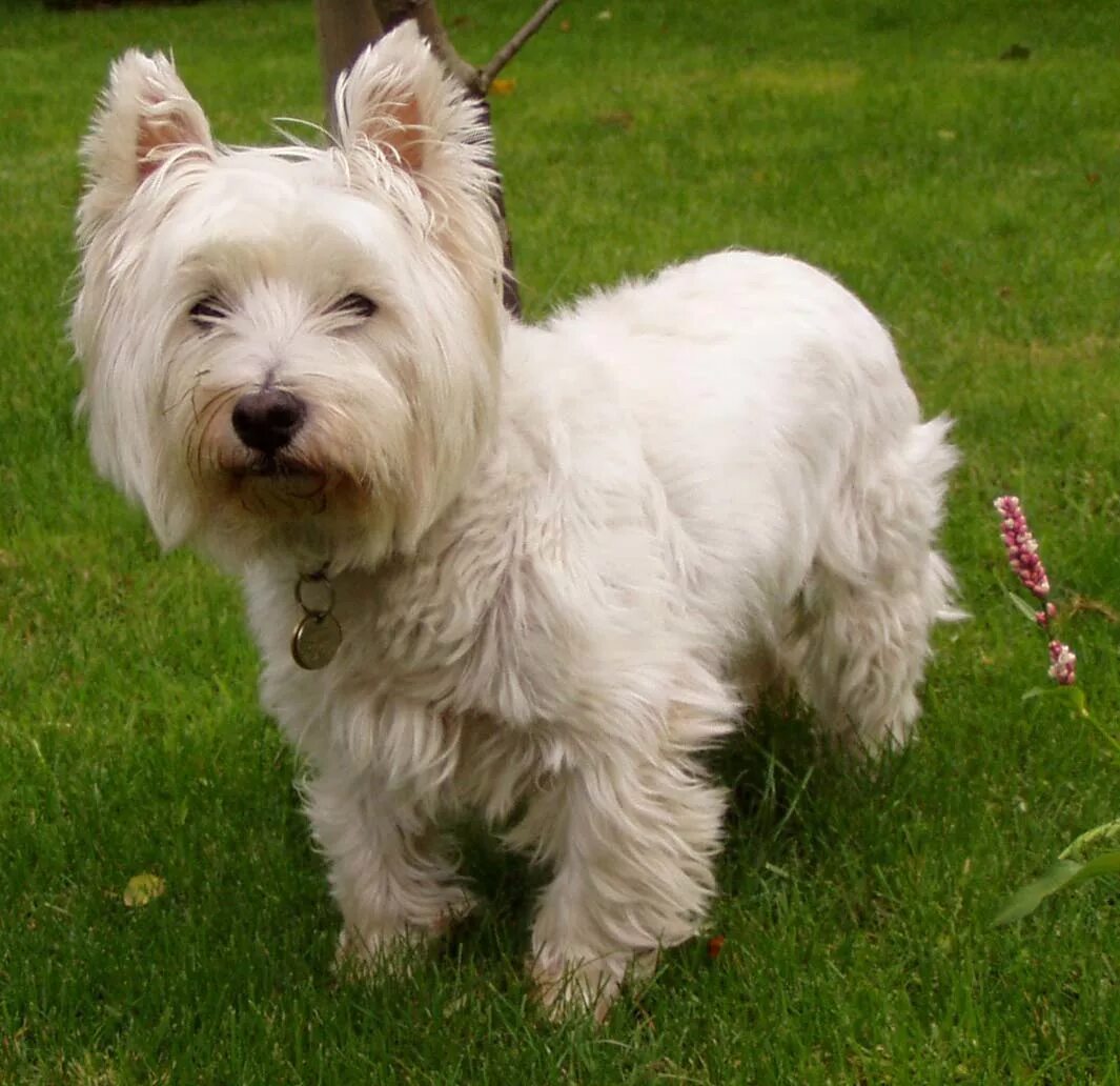 Породы собак терьеров фото название File:West Highland White Terrier.JPG - Wikipedia