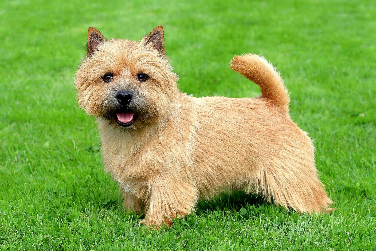 Породы собак терьеров фото название Soft-coated wheaten terrier Irish, Non-Sporting & Companion Britannica