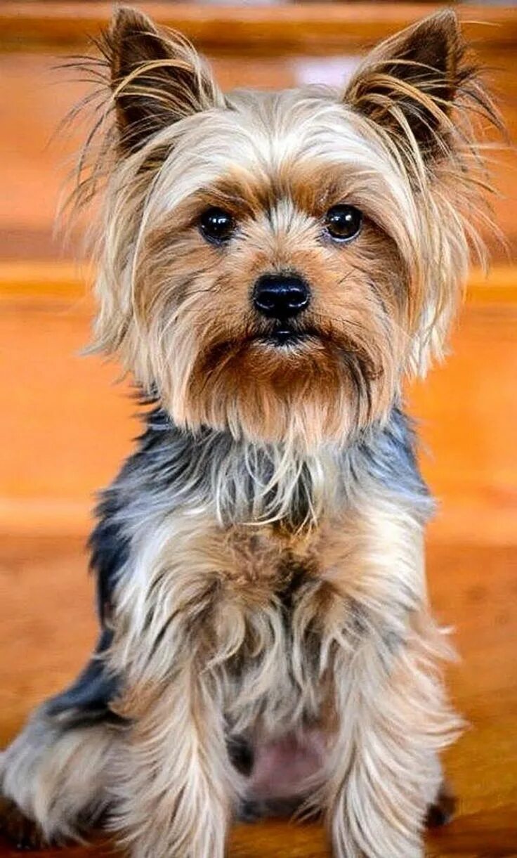 Породы собак терьеров фото название Modèle PDF de point de croix pour chien Yorkshire Terrier - Etsy France Yorkshir