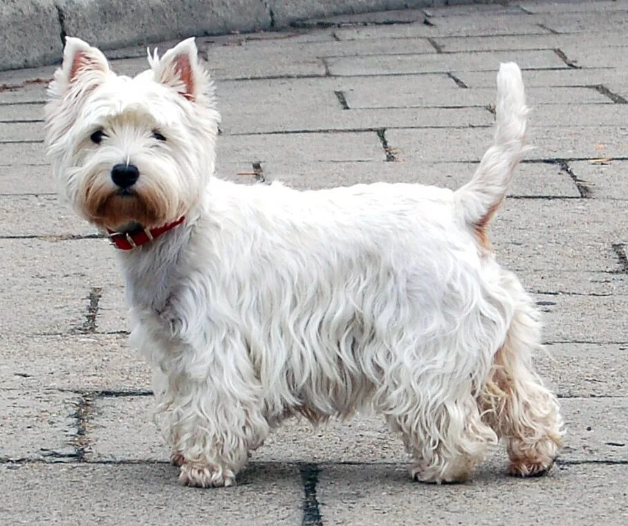 Породы собак терьеров фото название Файл:West Highland White Terrier Krakow.jpg - Википедия