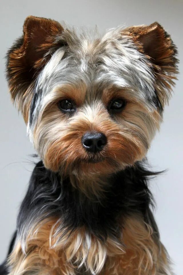 Породы собак терьеров фото название Yorkshire, coupe Teddy Yorkie, Yorkie puppy, Yorkshire terrier puppies