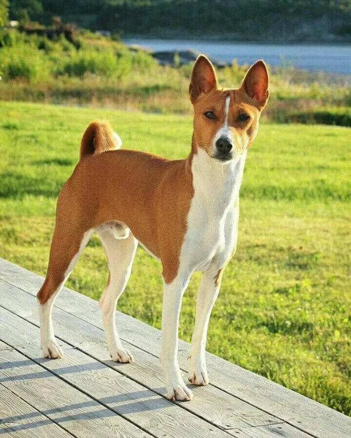 Породы средних размеров фото Basenji Basenji puppy, Basenji dogs, Every dog breed