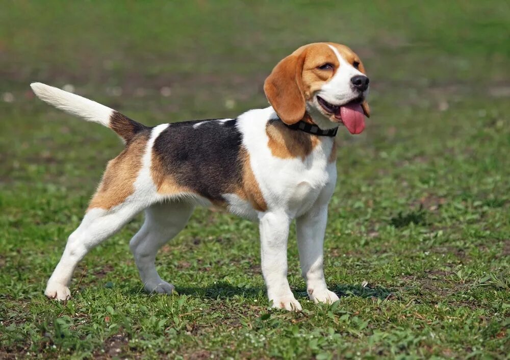 Породы средних размеров фото Le beagle est le compagnon idéal pour votre famille Beagle breeds, Beagle dog, B