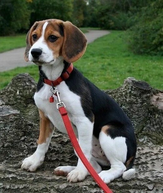 Породы средних размеров фото The 5 Healthiest Dog Breeds English dogs, Beagle dog, Dog breeds