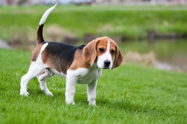 Породы средних размеров фото 20 Things You Didn't Know About Beagles Best dog breeds, Beagle dog, German shor