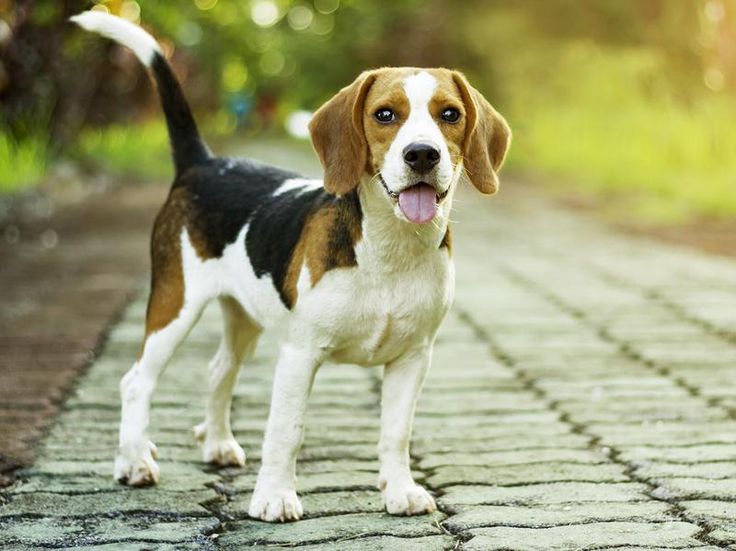 Породы средних размеров фото beagle Best dog breeds, Dog breeds, Beagle dog