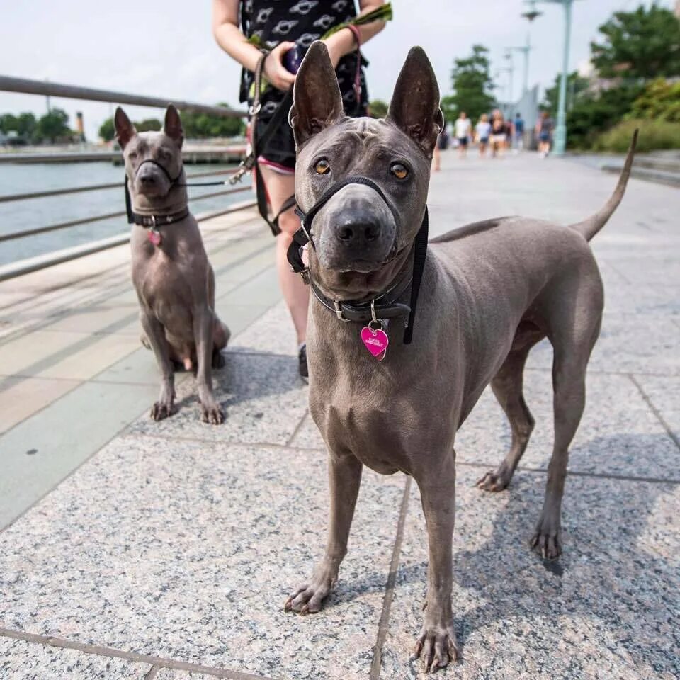 Породы тайских собак фото Жемчужина среди пород: Тайский риджбек Wikipets.ru Дзен