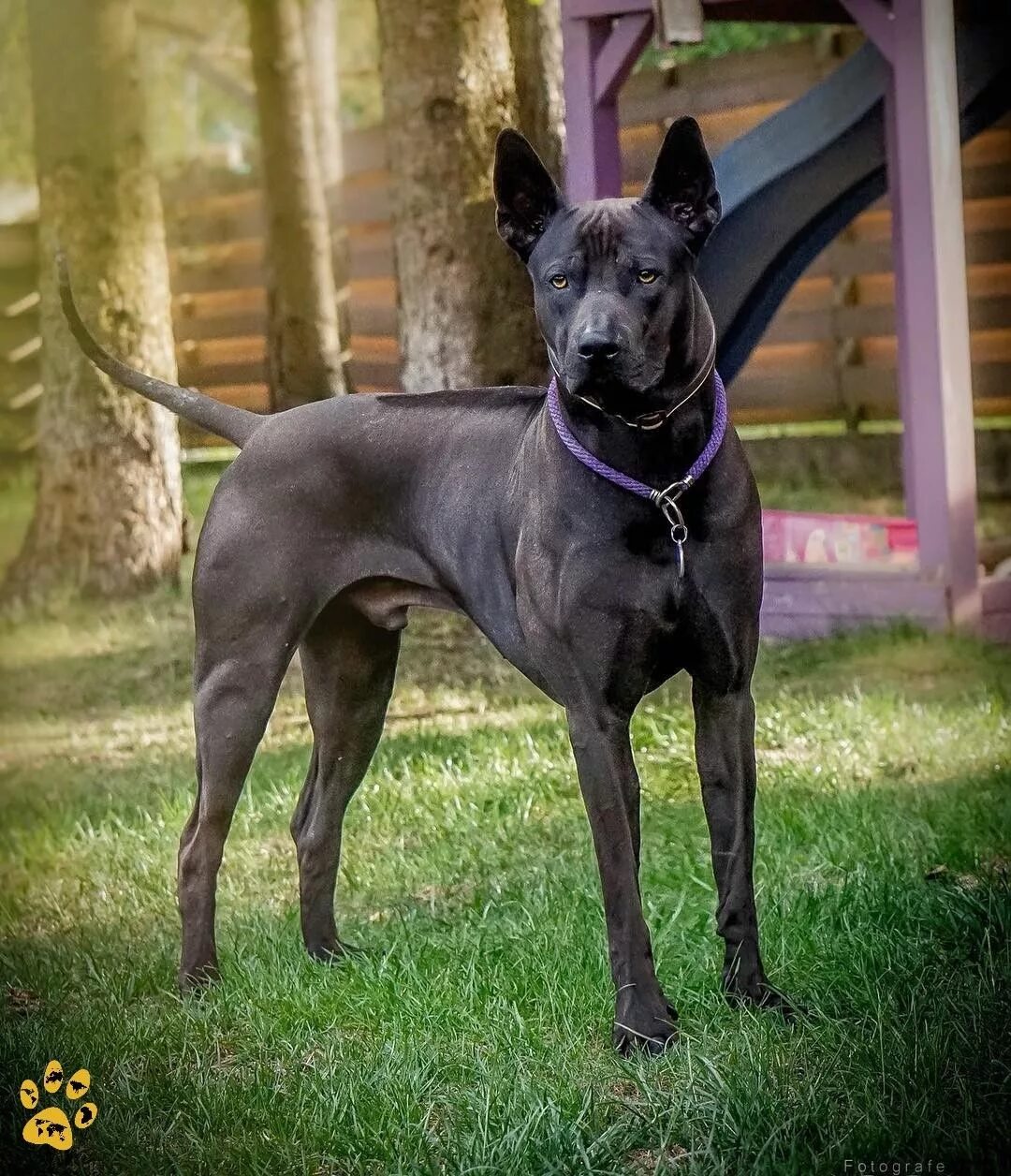 Породы тайских собак фото Pin on Koira Thai ridgeback, Dog breeds, Rottweiler dog