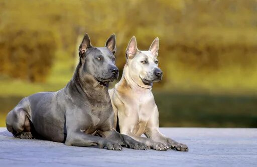 Породы тайских собак фото Каталог пород - всё о породах Pet-Yes