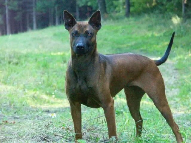 Породы тайских собак фото Photo Thai ridgeback dog (Dog standard) (Thailand-Ridgeback) Thai ridgeback, Dog