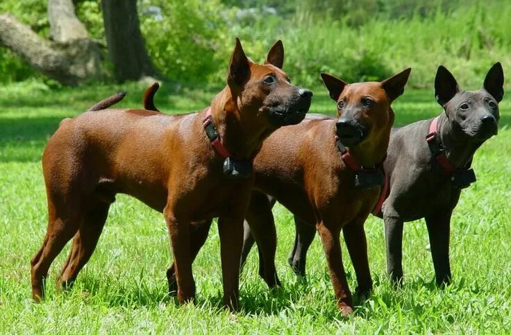 Породы тайских собак фото Dog and Cat In Thailand: Thai Ridgeback Dog Dog breeds medium, Thai ridgeback, D