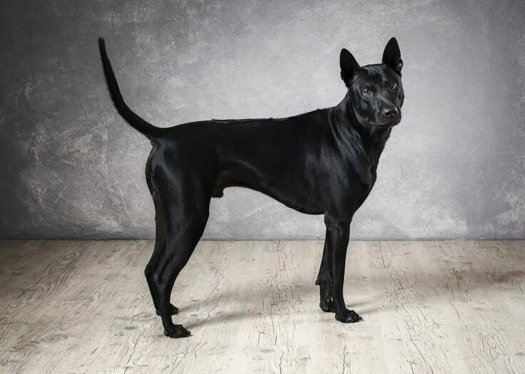 Породы тайских собак фото Thai Ridgeback Dogs Breed - Information, Temperament, Size & Price Pets4Homes Do
