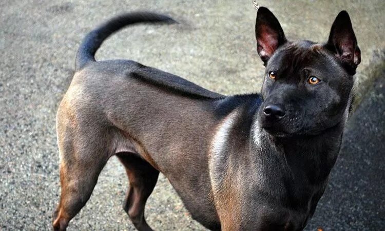 Породы тайских собак фото Thai Ridgeback Rare dog breeds, Thai ridgeback, Dog breeds