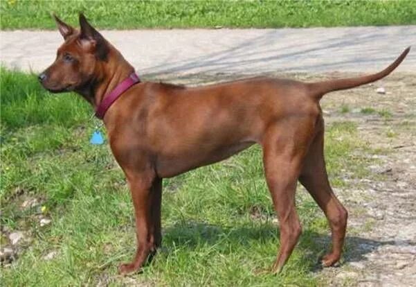 Породы тайских собак фото Файл:Thai-Ridgeback.jpg - Википедия