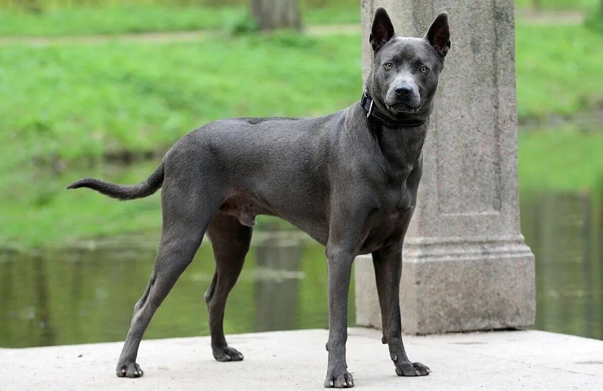 Породы тайских собак фото Шерсть наоборот: 3 интересные породы собак Pets2.me Дзен