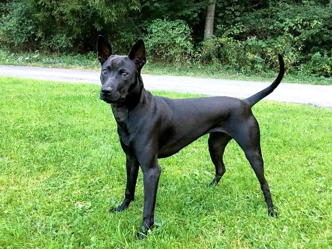 Породы тайских собак фото 10 Things You Didn't Know about the Thai Ridgeback Puppy Toob Thai ridgeback, Ra