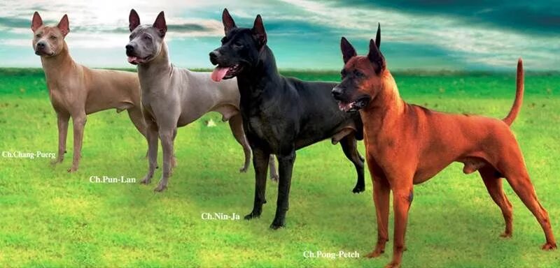 Породы тайских собак фото Image result for thai ridgeback Rare dog breeds, Thai ridgeback, Dog breeds