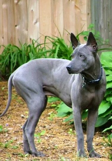 Породы тайских собак фото Thai Ridgeback.. They have a line of fur on their backs that goes the opposite w