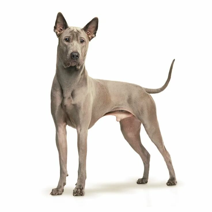Породы тайских собак фото Thai Ridgeback Dog Breed Information - American Kennel Club in 2022 Dog breeds, 