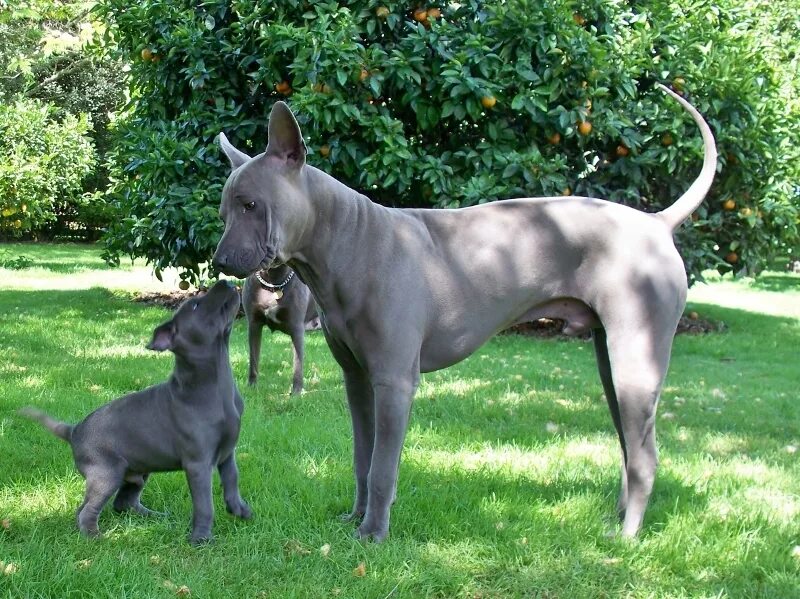 Породы тайских собак фото Thai Ridgeback Breeder Clearance www.cifroclub.ru