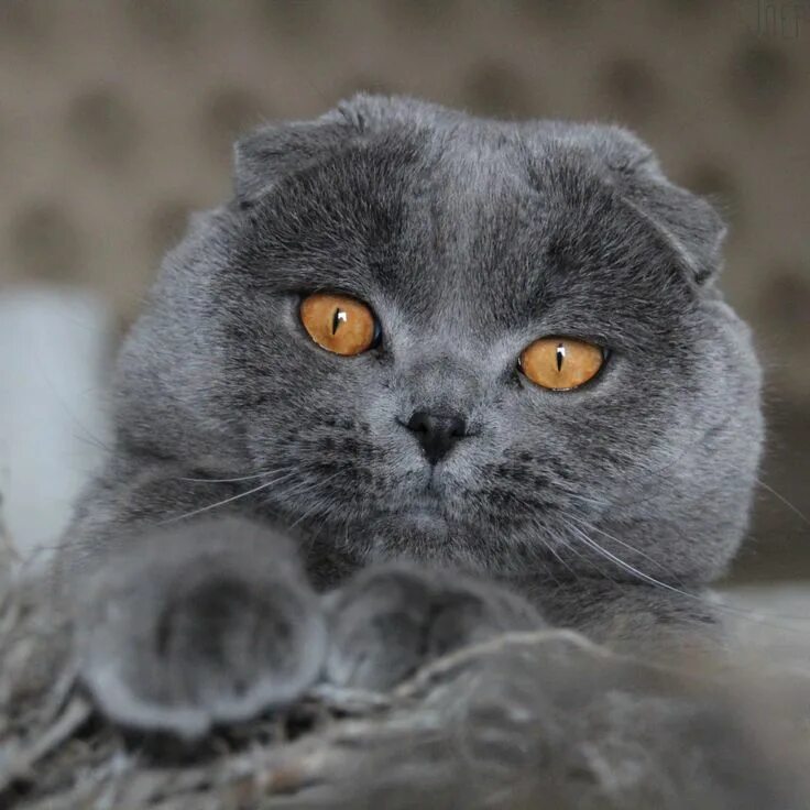 Породы вислоухих котов фото Pin by Anne-Fleur Van Amerongen on Scottish fold British shorthair cats, Cat bre