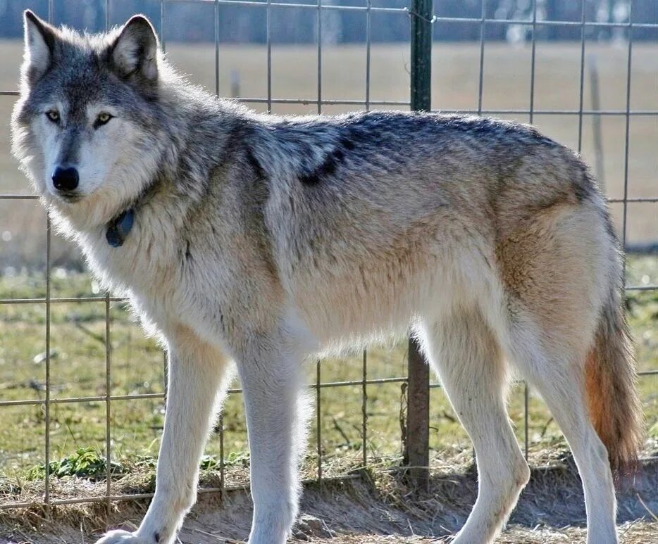 Породы волков фото и названия Hybridwolf Wolf dog, Banned dog breeds, Dogs