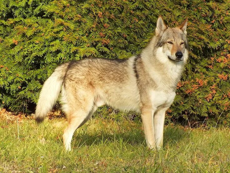 Породы волков фото и названия Czechoslovakian Wolfdog - Wikipedia Wolf dog, Czechoslovakian wolfdog, Giant dog