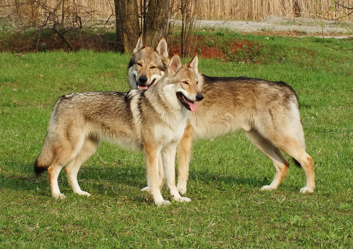 Породы волков фото и названия 4 РЕДКИЕ И НЕДООЦЕНЁННЫЕ ПОРОДЫ СОБАК Pro Dogs Дзен