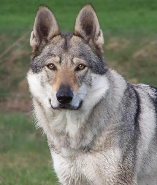 Timeline Photos Wolf dog, Wolf world, Wolf life