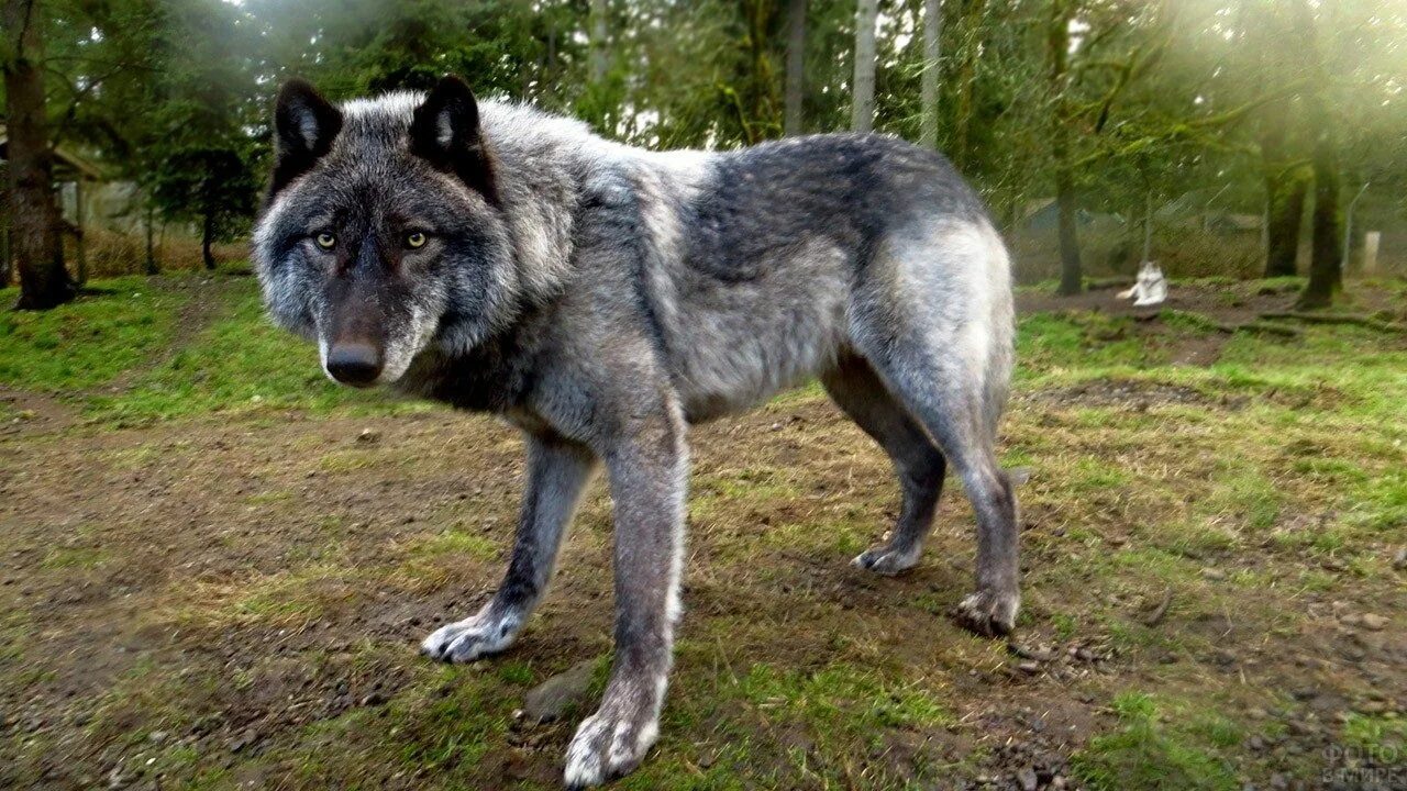 Породы волков фото и названия Large wolf Largest wolf, Big wolf, Wolf dog breeds