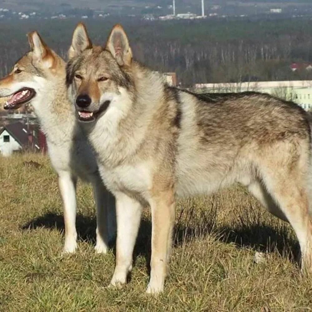 Породы волков фото и названия Czechoslovakian Wolfdog Information & Breed Facts Chien loup, Chien loup tchecos