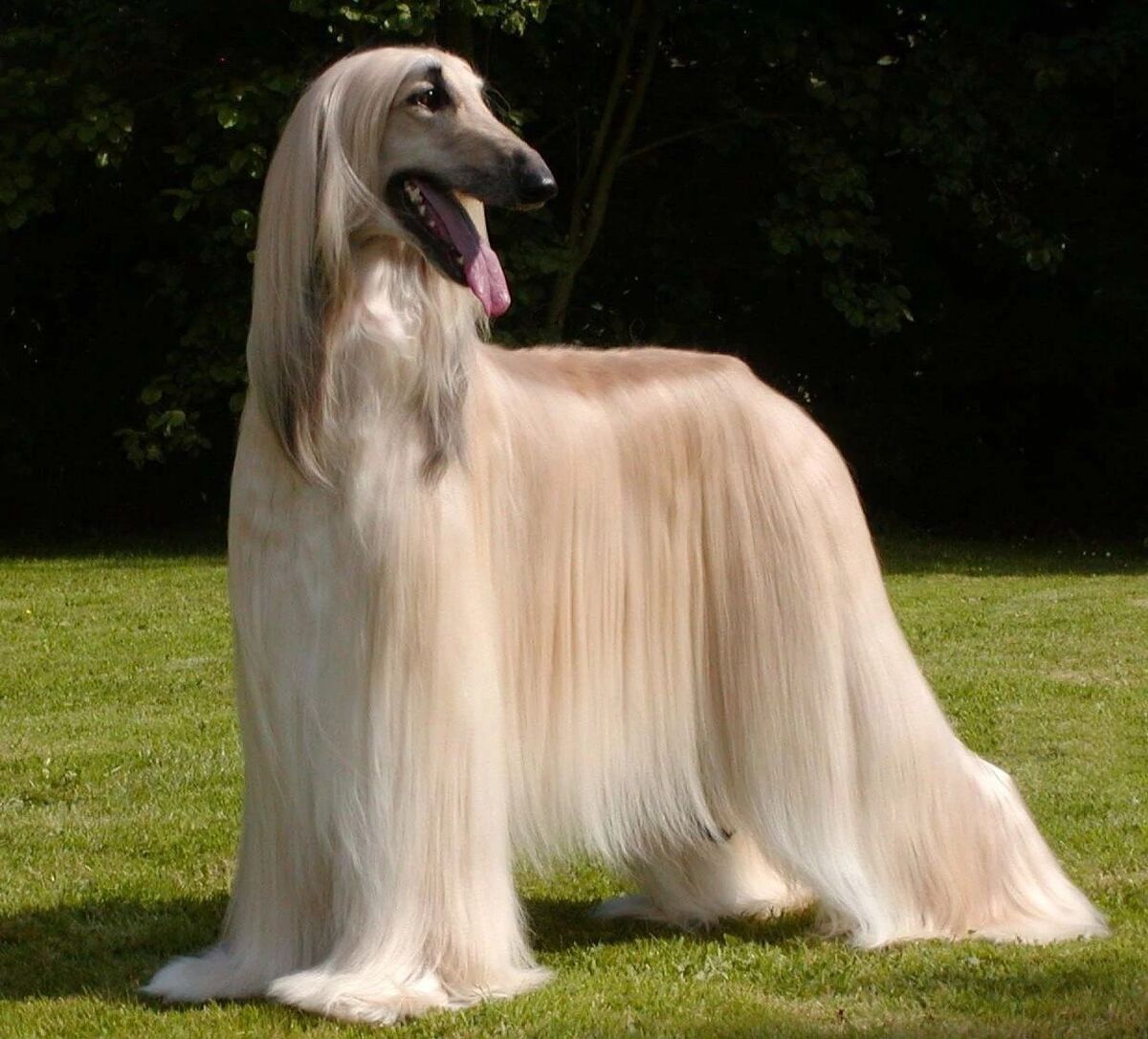 Породы высоких собак фото Afghan Hound Dogs and Puppies Wiki Fandom