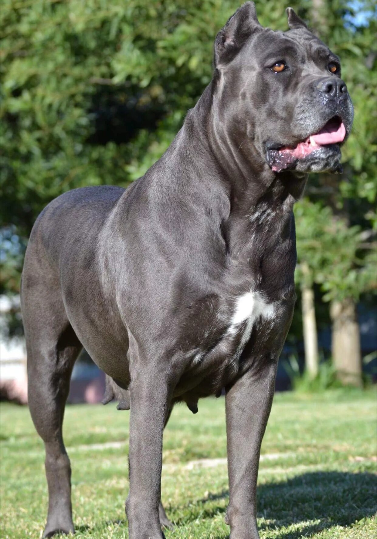 Породы высоких собак фото Cane Corso Cane corso dog, Cane corso, Cane corso italian mastiff