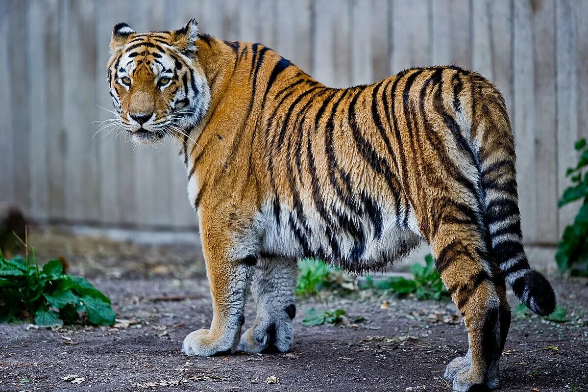 Породы животные картинки File:Captive Siberian tiger - Copenhagen Zoo, Denmark.jpg - Wikipedia