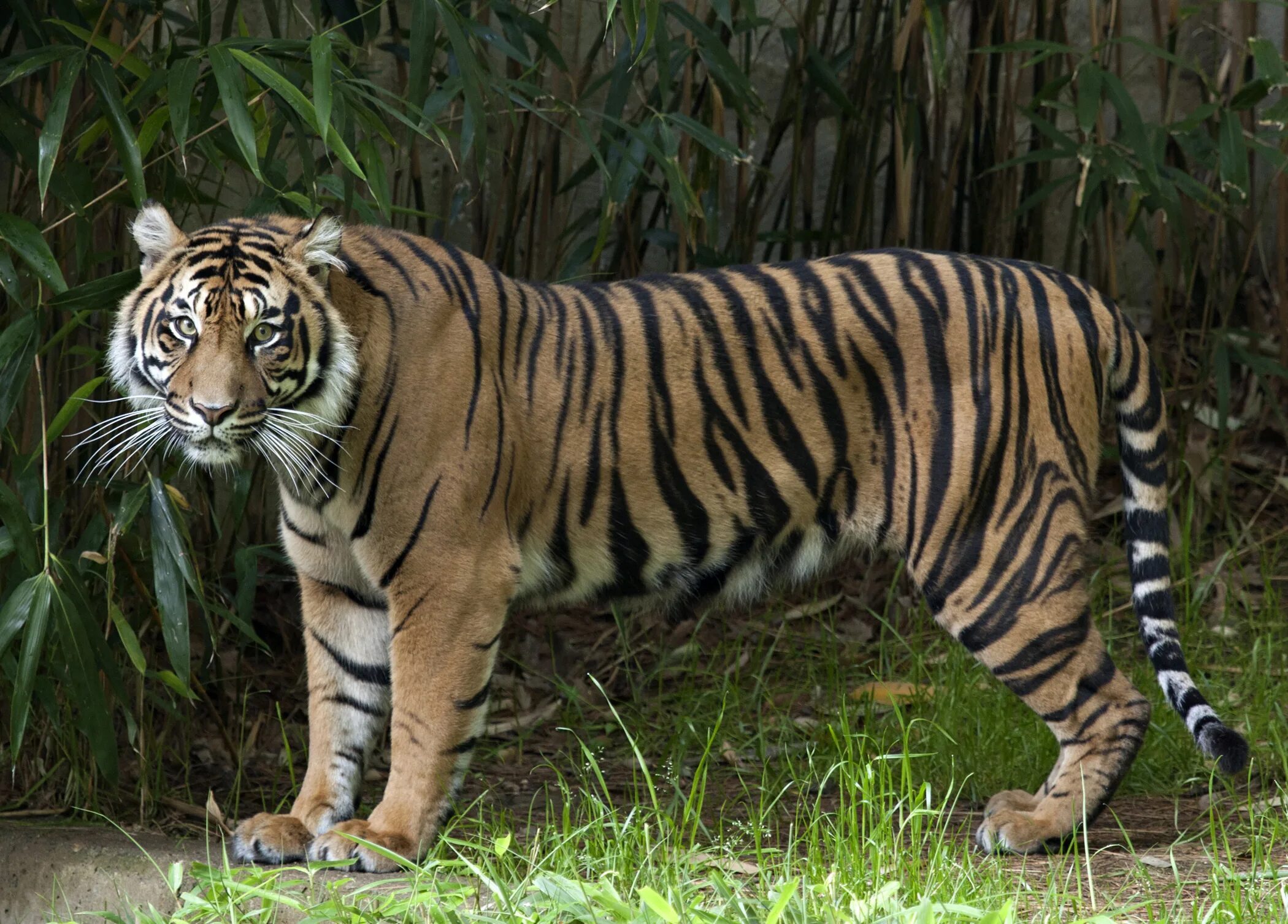 Породы животные картинки Two Sumatran Tiger Cubs Born at the Smithsonian’s National Zoo Smithsonian Insti