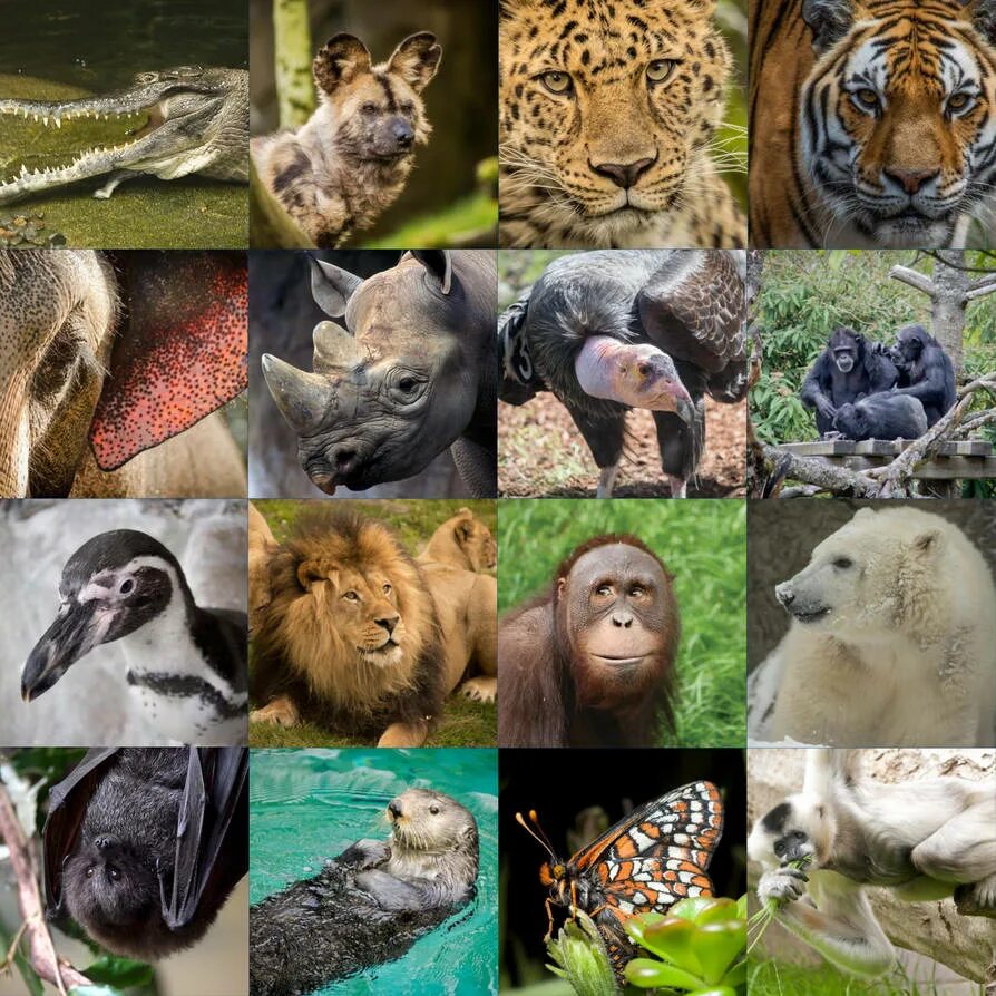 Породы животные картинки Endangered Species Day 2018 by AustinSPTD1996 on DeviantArt