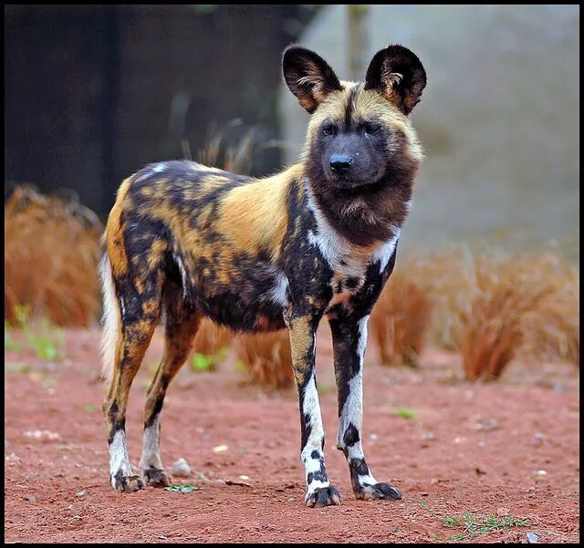 Породы животных фото Painted Dog at Chester Zoo African wild dog, Animals wild, African animals