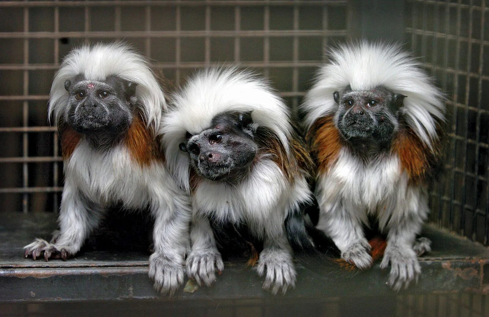 Породы животных фото Tamarin primate Britannica