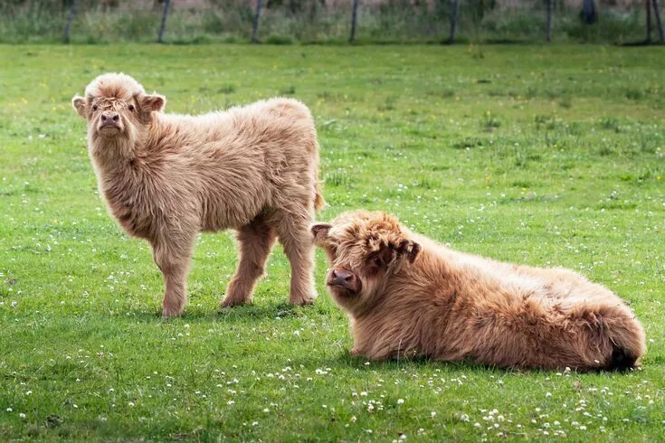 Породы животных фото Miniature Cows Exist, And Here Is the Adorable Proof! Miniature cows, Miniature 