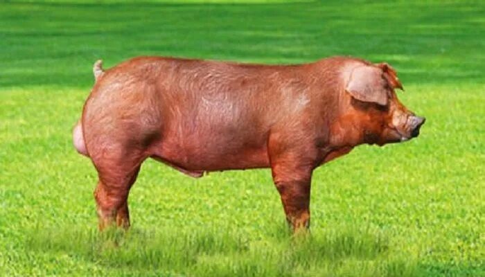 Поросенок дюрок фото мяса ▷ Raza Porcina Duroc (Informacion Actualizada)✔ Razas de cerdos, Cría de cerdos,