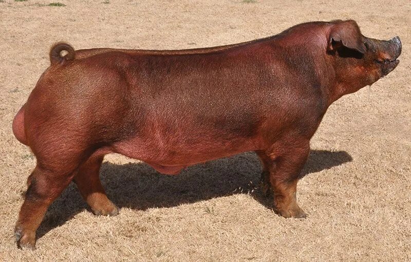 Поросенок дюрок фото мяса Pin by Fräncis Michiels on Duroc Varkens Pig breeds, Animals, Mammals